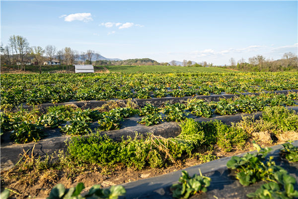 土壤水分溫度鹽分檢測儀 土壤水分溫度鹽分檢測儀